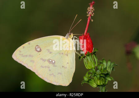 Wolkenlosen Schwefel, Phoebis sennae, weiblich, auf der Türke Kappe, Malvaviscus drummondii Stockfoto