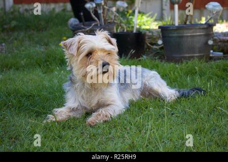 Yorkshire Terrier in einem Garten aus der Blick in die Ferne Stockfoto