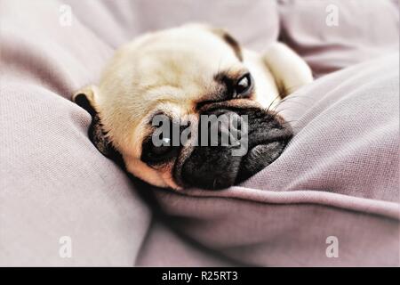 Konzeptionelle Foto porträtiert "aydreaming', mit einem ein Jahr alten, männlichen Mops Hund verwendet. Stockfoto