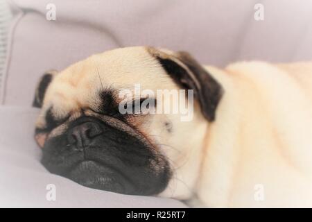 Konzeptionelle Foto porträtiert "Dreaming", mit einem ein Jahr alten, Schlafen, männliche Mops Hund verwendet. Stockfoto