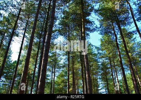 Hohen Pinien im Sherwood Forest, Nottinghamshire, England. Stockfoto