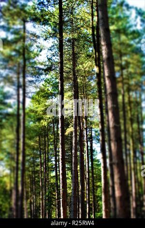 Hohen Pinien im Sherwood Forest, Nottinghamshire, England. Stockfoto