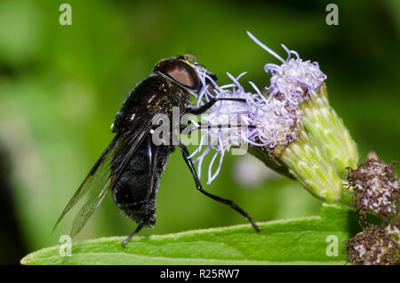 Mexikanischer Kaktus Fliegen, Copestylum mexicanum, auf Nebel Blume, Conoclinium sp. Stockfoto