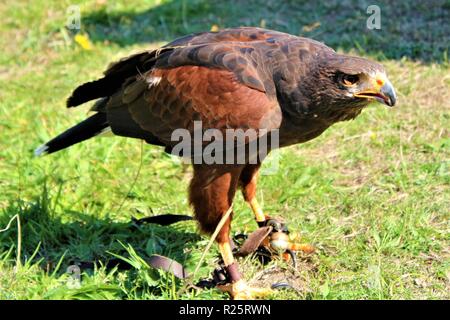 Eine Bay-Winged/Harris Hawk Stockfoto