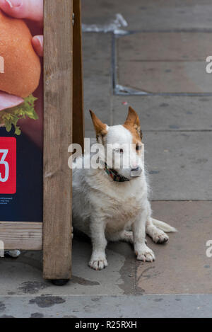 Jack Russell Terrier wartet auf Eigentümer gebunden außerhalb von einem Shop auf einen Hund führen. Stockfoto