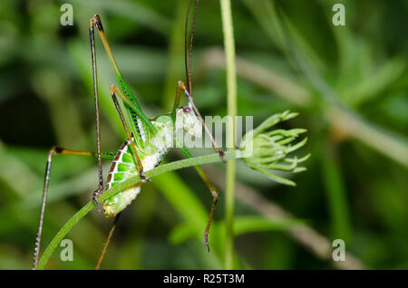 Chestnut Kurz- Flügel, Katydid Dichopetala castanea, männlich Stockfoto