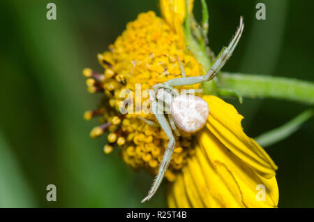 Crab Spider, Mecaphesa sp. Stockfoto