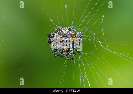 Gasteracantha cancriformis Spinybacked Orbweaver, Stockfoto