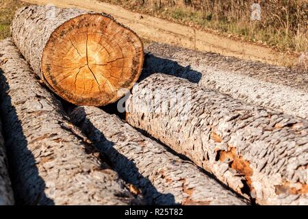 Kiefer und Fichte. Ein Haufen von Protokollen auf einer Wiese, in einem Wald. Borkenkäfer Unglück. Holz Extraktion. Vorbereitung für den Winter Stockfoto