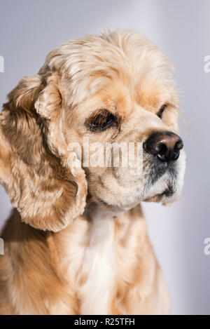 Studio Portrait von stattlichen Cocker Spaniel hund Stockfoto