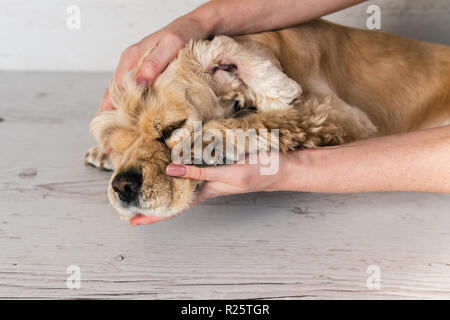 Weibliche Hände halten ihre kranke müde Hund Kinn Stockfoto