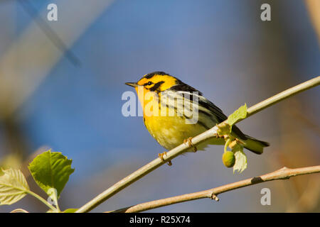 Blackburnian Warbler (Dendroica fusca), männlich, Zucht Gefieder Stockfoto