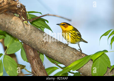 Cape May Warbler (Setophaga tigrina), männlich, Zucht Gefieder Stockfoto