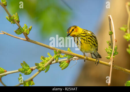 Cape May Warbler (Setophaga tigrina), männlich, Zucht Gefieder Stockfoto