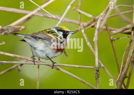 Kastanien-seitig Warbler (Setophaga pensylvanica), männlich, Zucht Gefieder Stockfoto