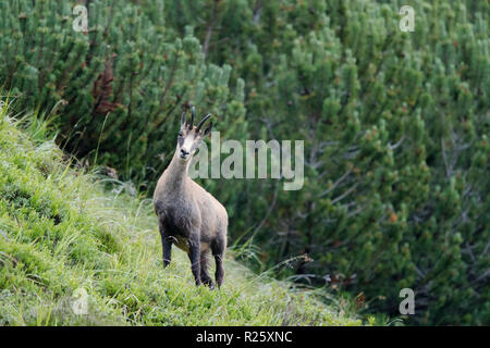 Gemse (Rupicapra rupicapra) im Sommer, Stubaital, Tirol, Österreich Stockfoto