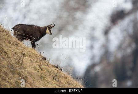 Gemse (Rupicapra rupicapra) im Herbst, Stubaital, Tirol, Österreich Stockfoto