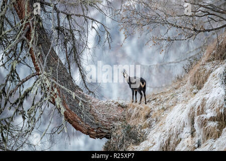 Gemse (Rupicapra rupicapra) im Raureif steht auf alte Lärche, Stubaital, Tirol, Österreich Stockfoto