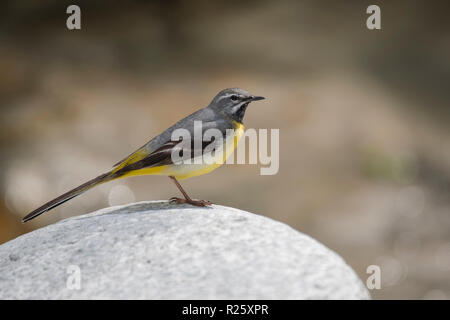 Gebirgsstelze (Motacilla cinerea) sitzen auf Stein, Stubaital, Tirol, Österreich Stockfoto