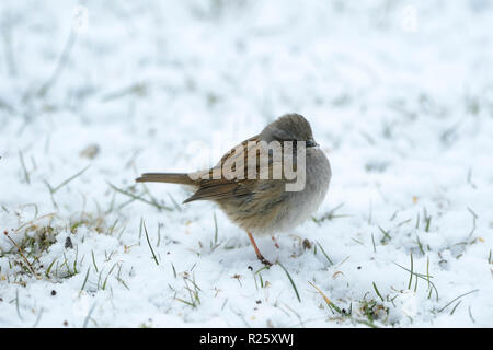 Dunnock (Phasianus colchicus) im Schnee, Bayern, Deutschland Stockfoto