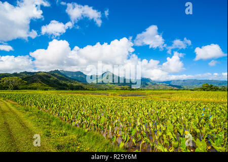 Taro Felder in der Nähe von Hanalei auf der Insel Kauai, Hawaii, USA Stockfoto