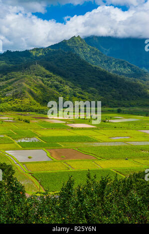 Taro Felder in der Nähe von Hanalei auf der Insel Kauai, Hawaii, USA Stockfoto