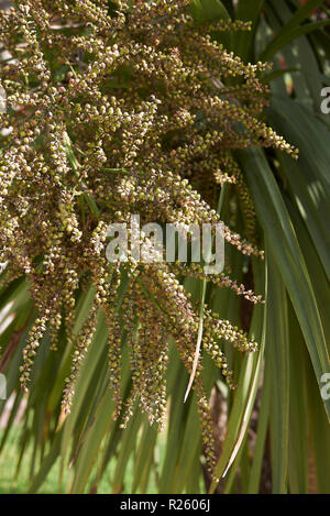 Obst Nahaufnahme von Cordyline australis Baum Stockfoto