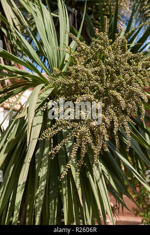 Obst Nahaufnahme von Cordyline australis Baum Stockfoto