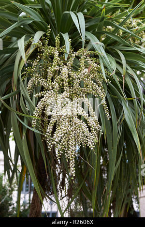 Obst Nahaufnahme von Cordyline australis Baum Stockfoto