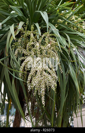 Obst Nahaufnahme von Cordyline australis Baum Stockfoto