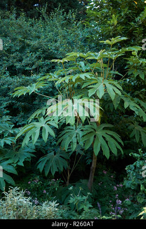 Tetrapanax papyrifer Strauch Stockfoto