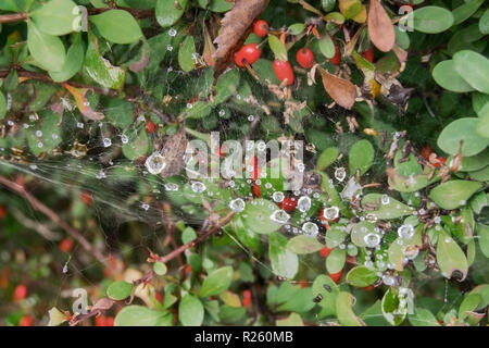 Regen fällt auf ein Web auf einem berberitze Bush Stockfoto