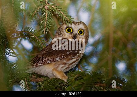 Bright Eyes Stockfoto