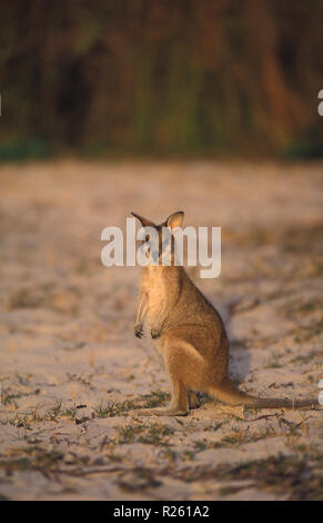 EIN BEWEGLICHER ODER SANDIGER WALLABY (MACROPUS AGILIS) AM STRAND VON STRADBROKE ISLAND, MORETON BAY, QUEENSLAND'S GOLD COAST, AUSTRALIEN. Stockfoto