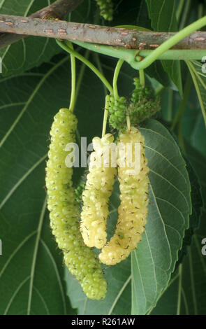 NAHAUFNAHME VON KING WHITE ODER SHATOOT MAULBEEREN (MORUS MACROURA), DIE AUF DEM BAUM REIFEN. AUSTRALIEN. Stockfoto