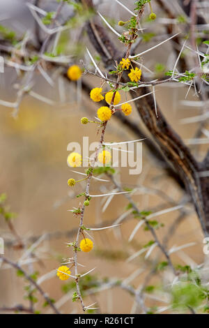 Blühende Akazie, Nebrownii Wasser Thorn Wasser Acacia Blüten in Etosha National Park, Namibia, Afrika Stockfoto