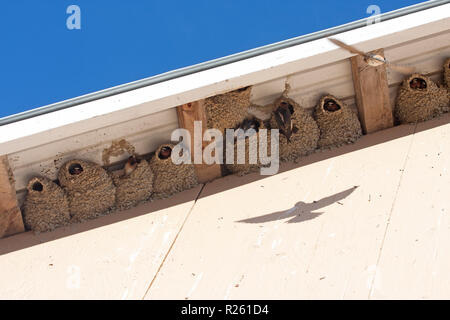 Cliff Schwalben Rest in einer Reihe von Schlamm Nester Stockfoto