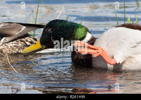 Eine Stockente Kratzer und Jucken mit Schwimmhäuten zwischen den Fuß Stockfoto