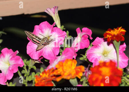 Eine weiße gesäumten Sphinx Moth auch bekannt als der Kolibri Motte ruht auf einem rosa Petunia. Stockfoto