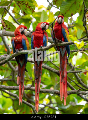 Hellroten Aras in Costa Rica Stockfoto