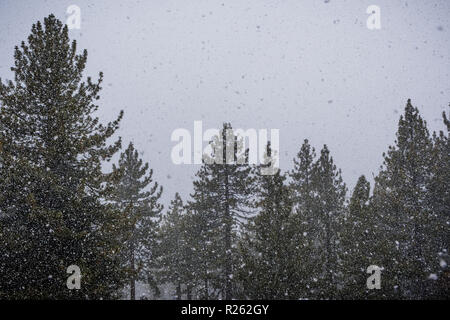 Schwere fallenden Schnee über immergrünen Bäumen, South Lake Tahoe, Sierra Mountains, Kalifornien Stockfoto