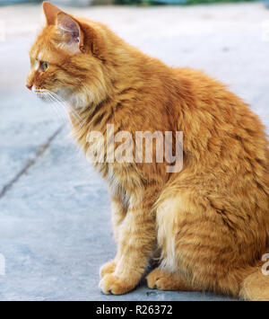 Nach rot flauschige Katze sitzt auf der Straße seitlich, in der Nähe Stockfoto