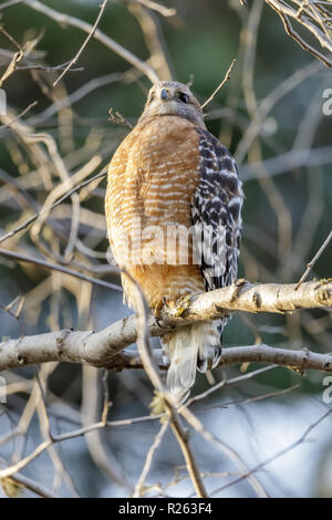 Rot - geschulterten Falken, Erwachsener. Stockfoto