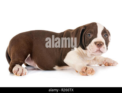 Welpen american Bully vor weißem Hintergrund Stockfoto