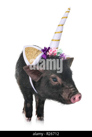 Einhorn vietnamesischen Schwein vor weißem Hintergrund Stockfoto