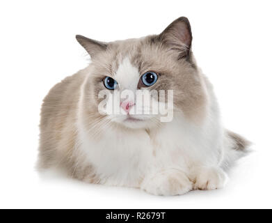 Ragdoll Katze vor weißem Hintergrund Stockfoto