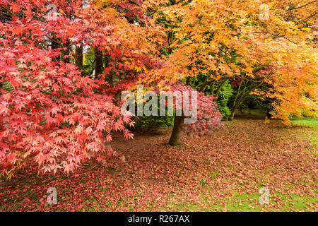 Lebendige und abwechslungsreiche herbstliche Farben in einer Parklandschaft, in denen die japanische Ahorne (acern) tief rot & orange leuchtenden Blätter - Yorkshire, England, UK-Anzeige sichtbar. Stockfoto