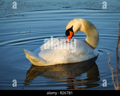 Ein Schwan (Cygnus olor) ist schwimmend in ein Eisloch und kreisförmigen Wellen im Wasser. An einem Wintermorgen in der Nähe von Gouda, Holland fotografiert. Stockfoto