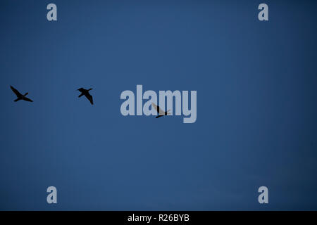 Three cormorants in flight in a deep blue sky Stockfoto