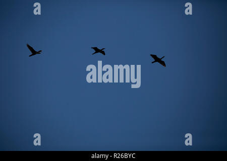 Three cormorants in flight in a deep blue sky Stockfoto